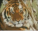 1-08 Tigr