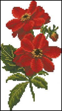 TG Floral StudiesX Dahlia