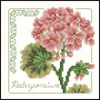 Carolyn Meacham Pelargonium