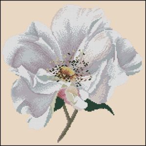 Роза шиповника