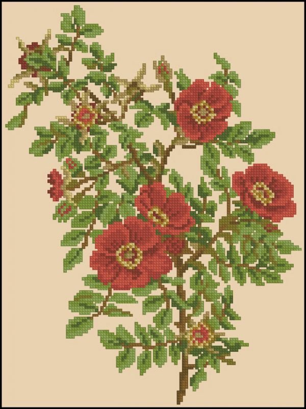 схема вышивки крестом ветка шиповника