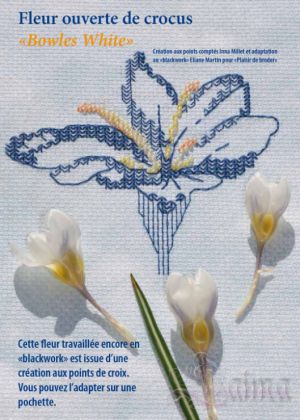 Белый крокус