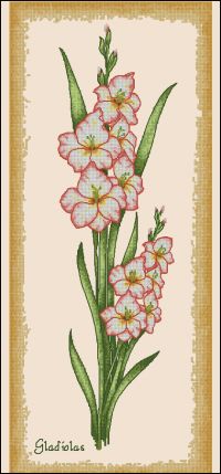 CS Gold 40 Botanical gladiolus