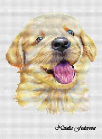 Золотистый ретривер - щенок