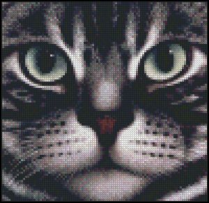 Взгляд кошки-4