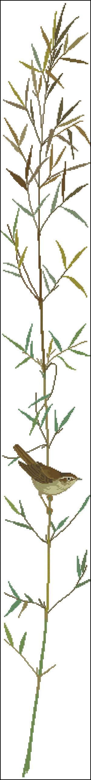 Осоковая славка