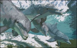 Дельфины в океане