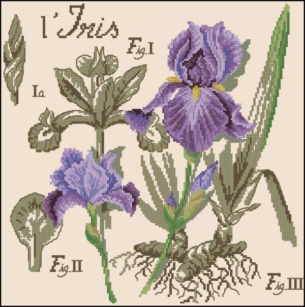 Вышивка крестом Ирис - из серии ботаника