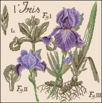 DFEA HS 28 L'iris - Etudes de Botanique