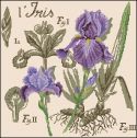Вышивка крестом Ирис - из серии ботаника