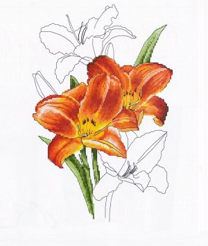 Лилии оранжевые