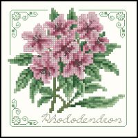 Carolyn Meacham Rhododendron