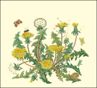 Одуванчики