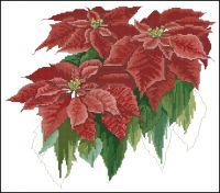 Christmas Poinsettias
