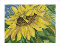 ChM Solnechniy Cvetok