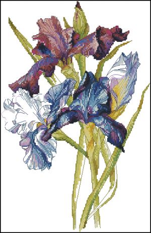 Радужные ирисы