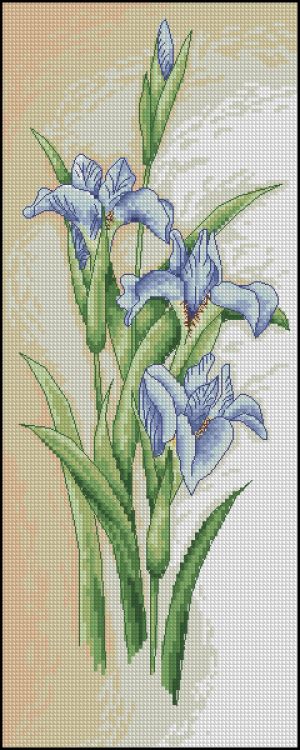 Голубые ирисы