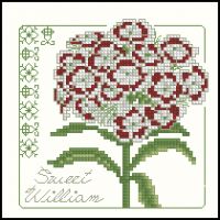 Carolyn Meacham Sweet William
