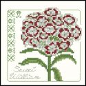 Carolyn Meacham Sweet William
