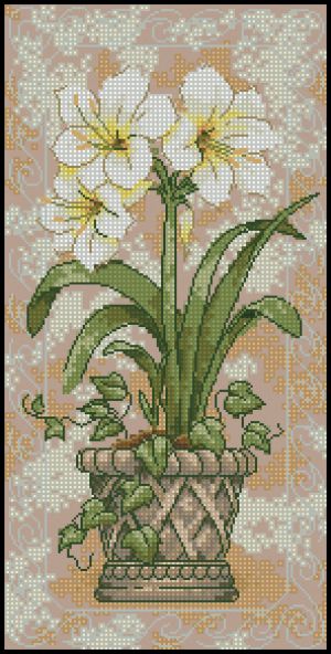 Амаралис в горшке