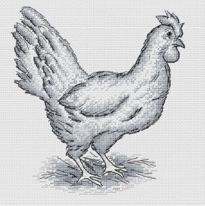 Квочка-курочка