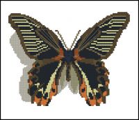 ChM 2001-06 Papilio rumanzovia
