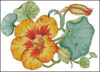ASN-CountryNasturtium