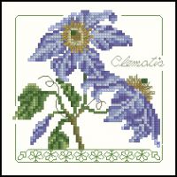 Carolyn Meacham Clematis