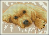 Золотой щенок