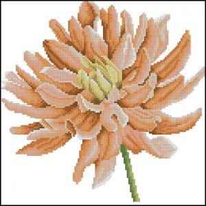 Цветок георгина