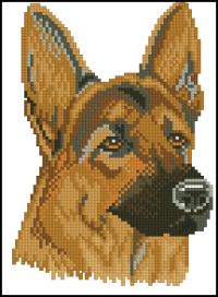 12627 German shepherd dog