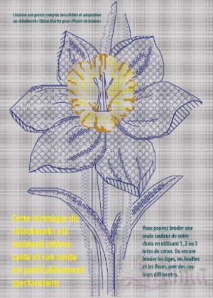 Нарцисс блекворк