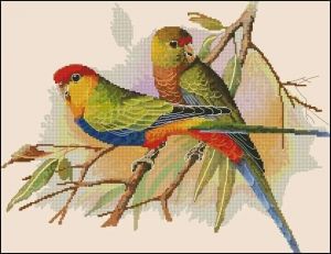 Пара попугаев