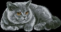 Grey Cat