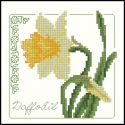 Carolyn Meacham Daffodil
