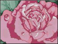 ASN A Close-Up Beauty