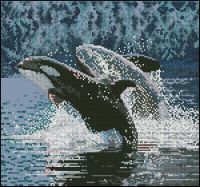 CMH CSB-140 Orcas &amp; Dolphins