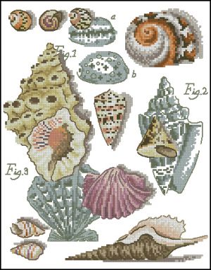 Морские ракушки