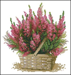 Шотландский вереск