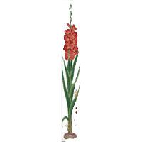 СoralGladioli