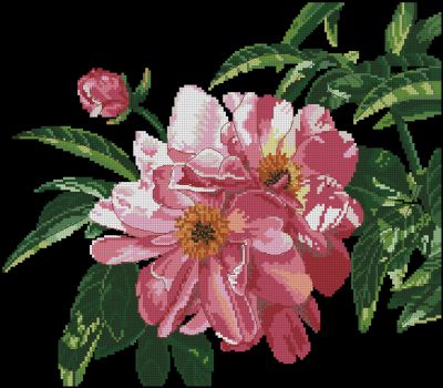 схема вышивки крестом прекрасные пионы