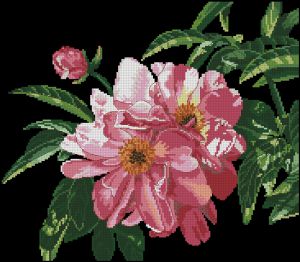 Прекрасные пионы